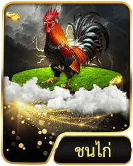 ชนไก่ by mk8 slot